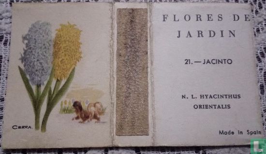 21 flor de jardin jacinto