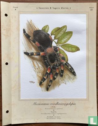Insecten - Mexicaanse roodknievogelspin