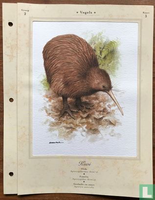 Vogels - Kiwi