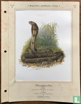 Reptielen - Koningscobra