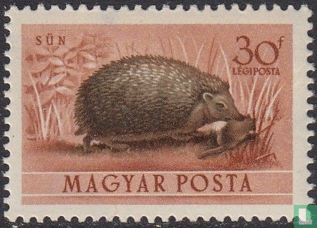 Northern white-breasted hedgehog - Image 1