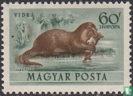 Eurasian otter - Image 1