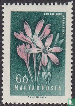 Fleurs - Image 1