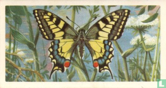 Swallow-Tail - Image 1