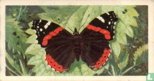 Red Admiral - Image 1