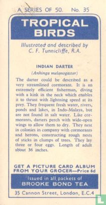 Indian Darter - Afbeelding 2