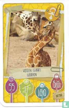 Veulen (Giraf)/ Girafon - Bild 1