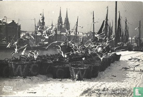 Mouettes à Ostende