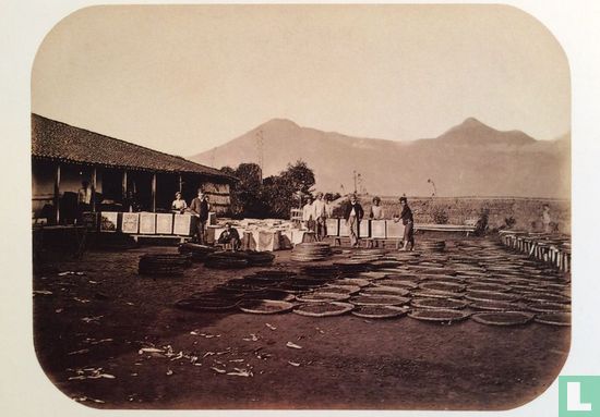 Sorteren van theebladeren op de plantage Waspada bij Garut, West-Java, voor 1874 - Bild 1