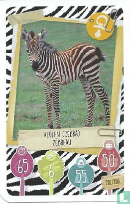 Veulen (Zebra) / Zébreau - Afbeelding 1
