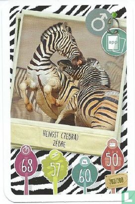 Hengst (Zebra) / Zèbre - Image 1
