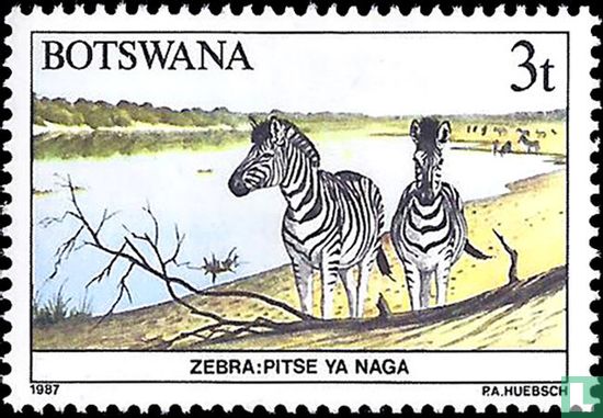 Zebra's