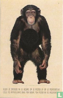 Chimpansee - Chimpanzé (reliëf) - Afbeelding 1