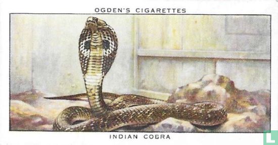 Indian Cobra - Image 1