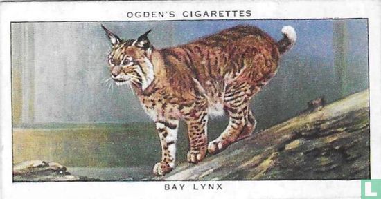 Bay Lynx - Image 1