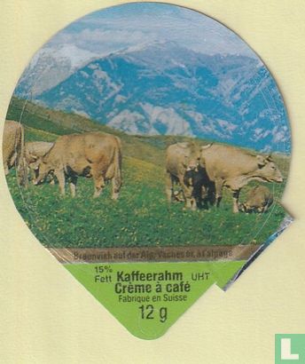Braunvieh auf der Alp