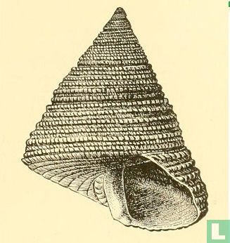Calliostoma rioensis