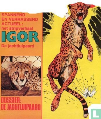 Igor, de jachtluipaard