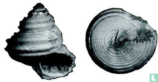 Calliostoma stirophorum 