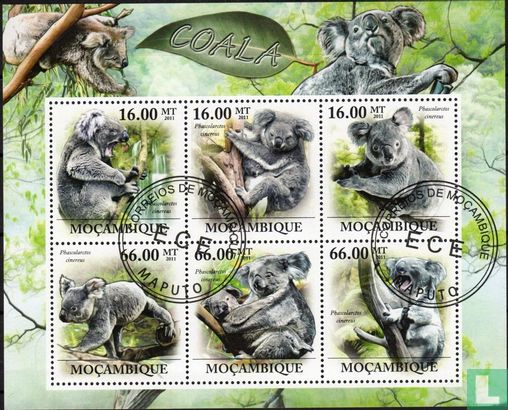 Koala