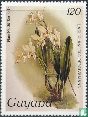 Orchideeën II