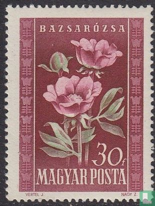 Ungarischen Flora