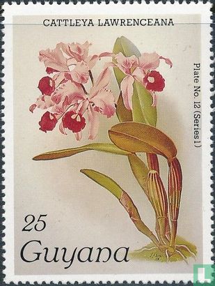 Orchideeën I
