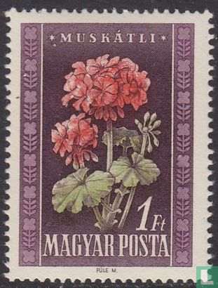 Hungarian flora