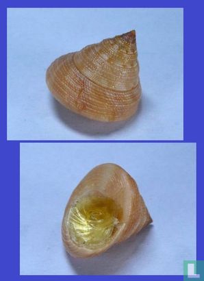 Calliostoma ornatum - Afbeelding 2