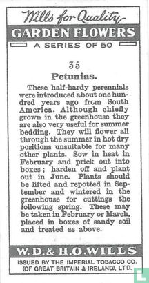 Petunias - Afbeelding 2