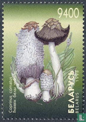 Edible mushroom    