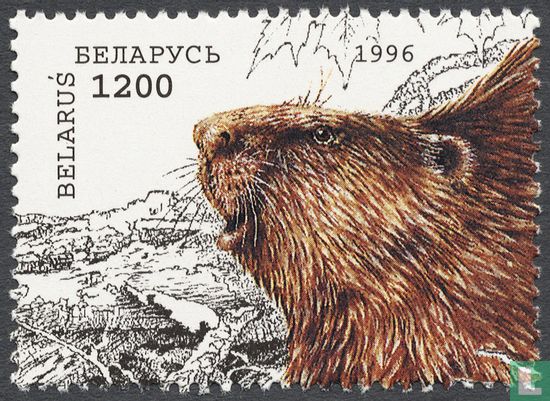European beaver