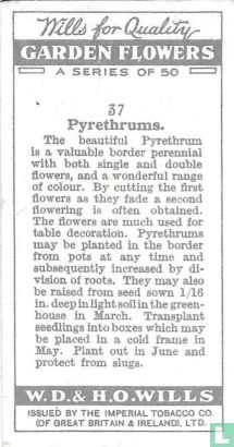 Pyrethrums - Afbeelding 2