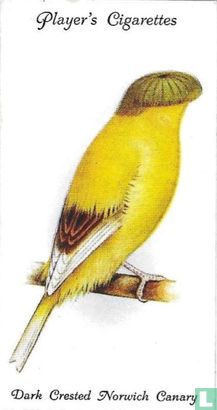 Dark Crested Norwich Canary - Afbeelding 1