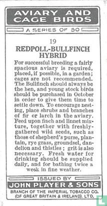 Redpoll-Bullfinch Hybrid - Image 2
