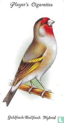 Goldfinch-Bullfinch Hybrid - Image 1