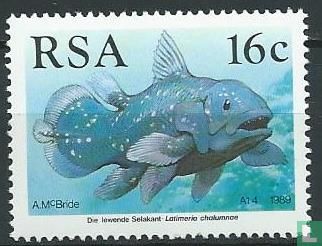The Comoros Coelacanth