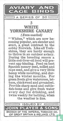 White Yorkshire Canary - Image 2