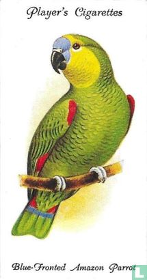 Blue-Fronted Amazon Parrot - Image 1