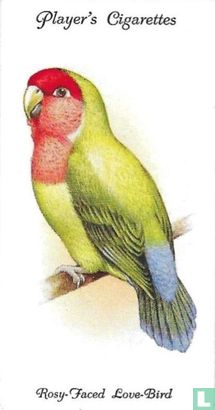 Rosy-Faced Love-Bird - Image 1