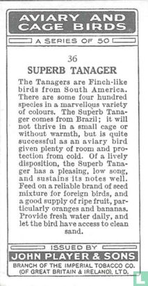 Superb Tanager - Image 2