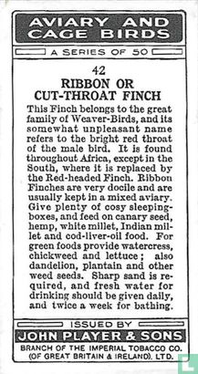 Ribbon or Cut-Throat Finch - Image 2