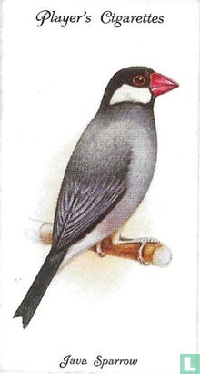 Java Sparrow - Image 1