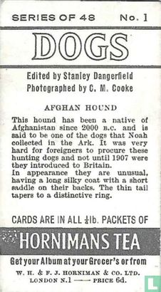 Afghan Hound - Afbeelding 2