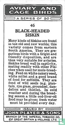 Black-Headed Siskin - Image 2