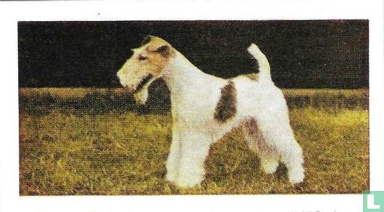 Fox Terrier (Wire Haired) - Afbeelding 1