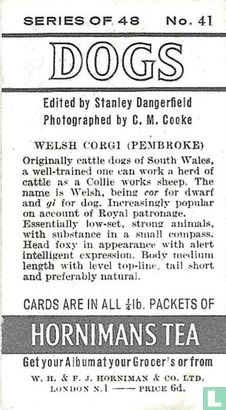 Welsh Corgi (Pembroke) - Afbeelding 2