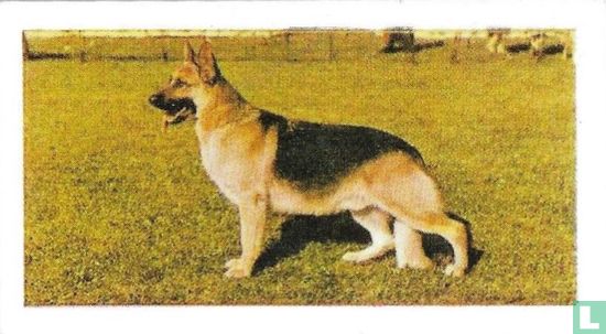 Alsatian (German Shepherd-Dog) - Afbeelding 1