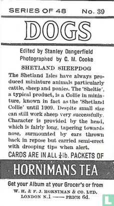 Shetland Sheepdog - Afbeelding 2
