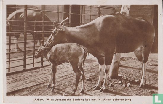 Artis. Wilde Javaansche Banteng-koe met in Artis geboren jong - Afbeelding 1